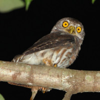 Amazonian Pygmy-Owl